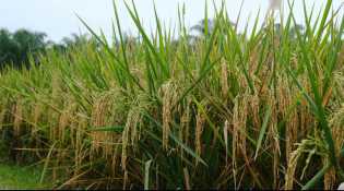 Panen Padi Awal 2025 di Riau Meningkat 30,39 Persen