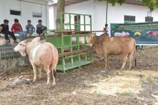 Bupati Bengkalis Serahkan Bantuan Sapi Kurban Presiden di Masjid Besar Arafah Duri