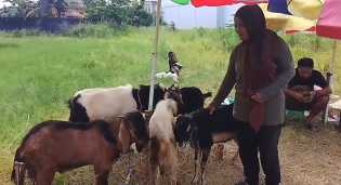 Pedagang Hewan Kurban di Pekanbaru Tetap Optimistis Jelang Idul Adha Meski Hadapi Penurunan Pembeli