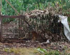 Masuk Box Trap, Harimau Diduga Penyerang Pekerja Dites DNA