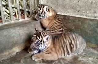 Lestari dan Rizki, Dua Harimau Sumatera Jadi Harapan Baru di TMSBK