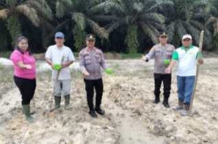 Dukung Program Asta Cita Presiden, Polsek Tambang Siapkan Lahan Ketahanan Pangan di Desa Rimbo Panjang