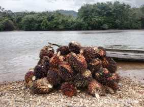 Turun, Harga TBS Sawit Pekan Ini Capai Rp2.735 per Kilogram