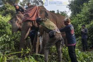 Pemasangan GPS Collar, Strategi Mitigasi Konflik Gajah Dengan Manusia