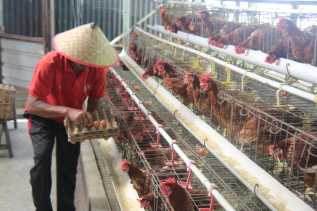 Panen Ratusan Butir per Hari, Peternakan Ayam Petelur Lapas Pekanbaru Dukung Ketahanan Pangan Nasional