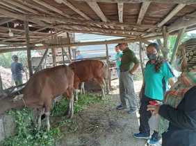 Waspadai PMK, Distankan Pekanbaru Suntik Vaksin 575 Ekor Hewan Ternak