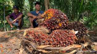 Harga TBS Kelapa Sawit Riau Capai Rp2.446 per Kilogram