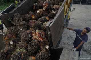 Indeks K Sawit Riau Alami Penurunan Tipis Bulan Ini