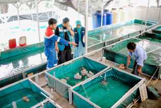 Pendampingan CSR Pertagas di Siak, Sukses Kembangkan Budidaya Udang Lobster Tawar