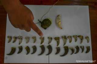 Ini Hasil Penelurusan BBKSDA Riau Terkait Foto Viral Satu Keluarga Yang Berselfi Dengan Beruang