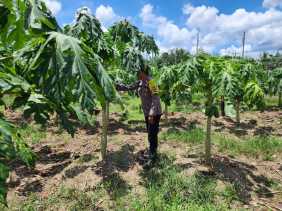 Dukung Ketahanan Pangan, Bhabinkamtibmas Bina Petani di Pematang Damar