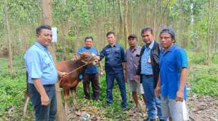 Menjelang Idul Adha, PT IKPP dan PT Pindo Deli Serahkan Belasan Hewan Kurban untuk Masyarakat Siak