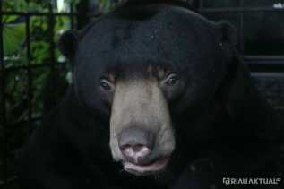 BBKSDA Riau Berhasil Lepasliarkan Beruang Madu yang Masuk Permukiman Warga