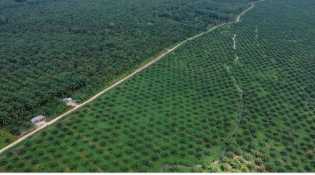 HGU Perkebunan Punya Kewenangan Konstitusional